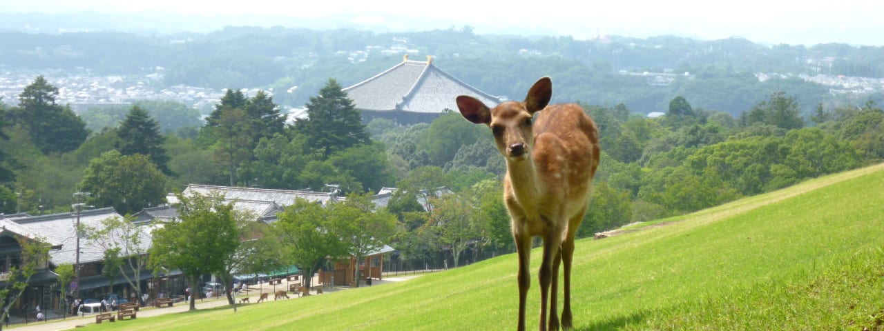 奈良公園は鹿だけじゃない 若草山など敷地内や周辺にも見どころ満載 Ana