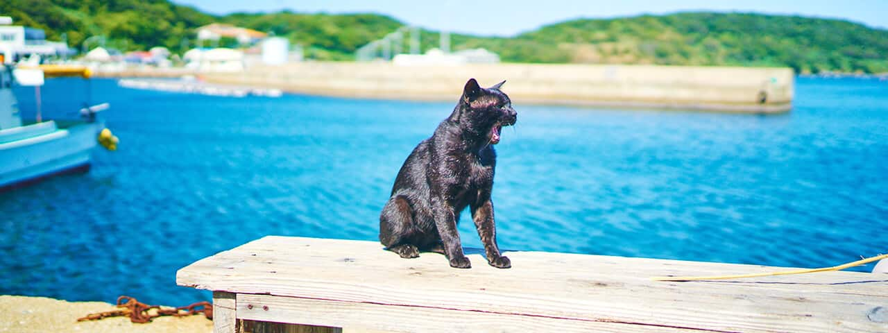 猫たちと過ごすゆったり時間 福岡県相島で癒される Ana