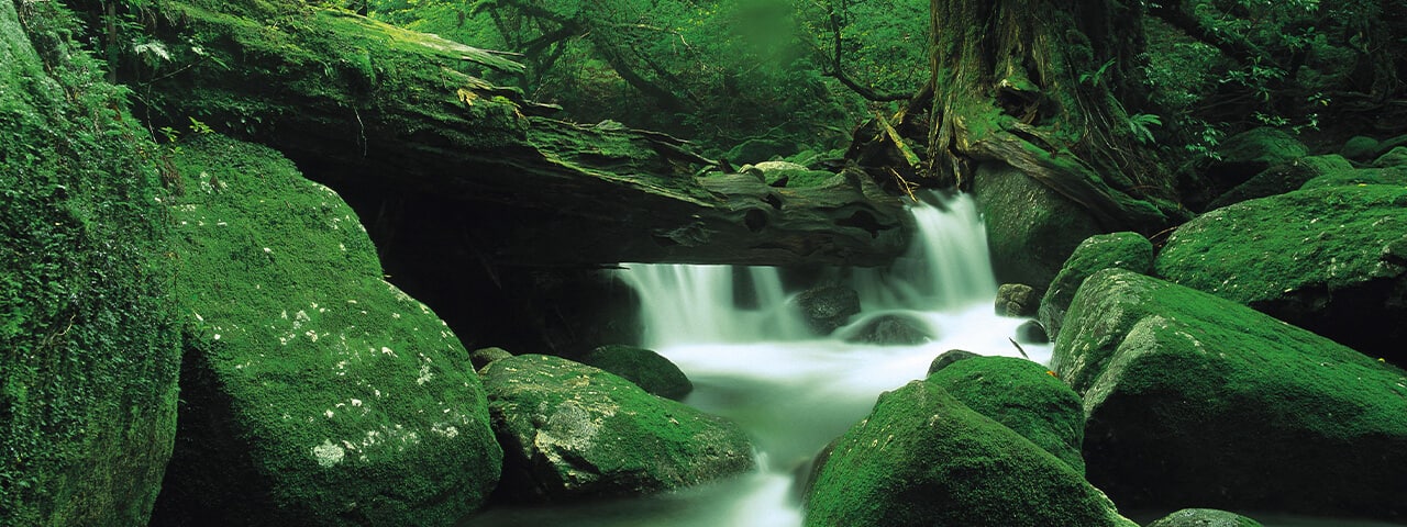Yakushima Ana Yakushima Ana