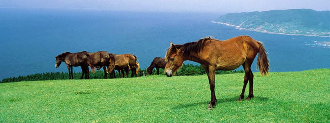 Wild horse island 2023 codes|TikTok Search