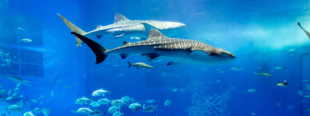 日本屈指の水族館で美しい海の世界を堪能 沖縄美ら海水族館 Ana 日本屈指の水族館で美しい海の世界を堪能 沖縄美ら海水族館 Ana