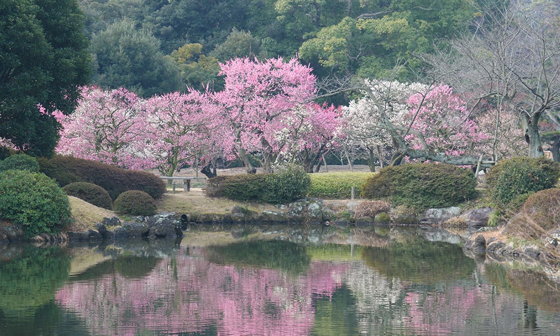 栗林公園はライトアップされた紅葉と桜が見どころ 香川県高松市 Ana