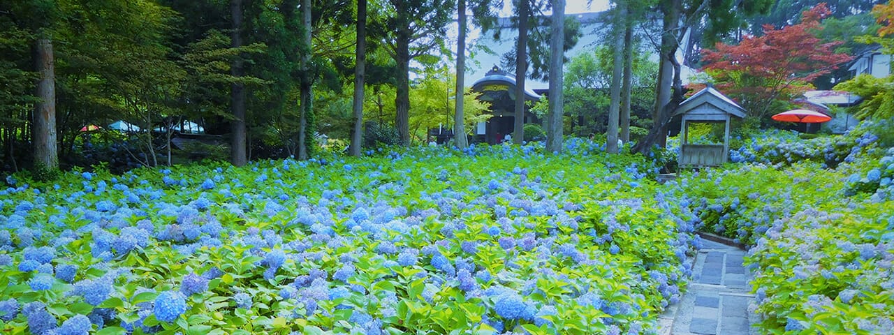 秋田縣男鹿雲昌寺內的無數藍色紫陽花 交織成壯觀的無際花海 Ana