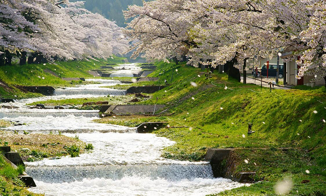 福島県磐梯山の麓 観音寺川両岸1キロメートルの桜並木 Ana