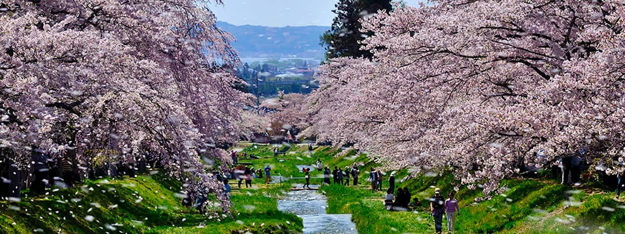 福島県磐梯山の麓 観音寺川両岸1キロメートルの桜並木 Ana