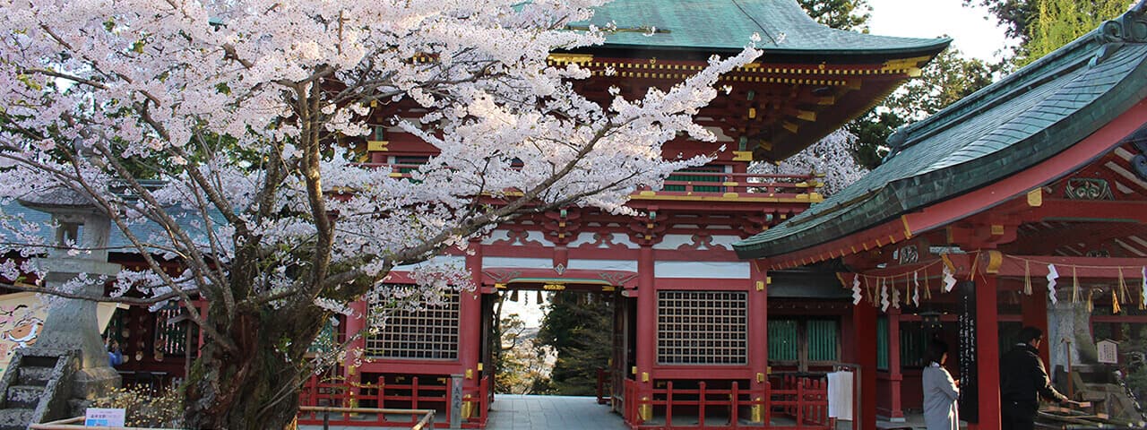 天然記念物の華やかな鹽竈桜と松島湾を望む春爛漫の鹽竈神社 Ana