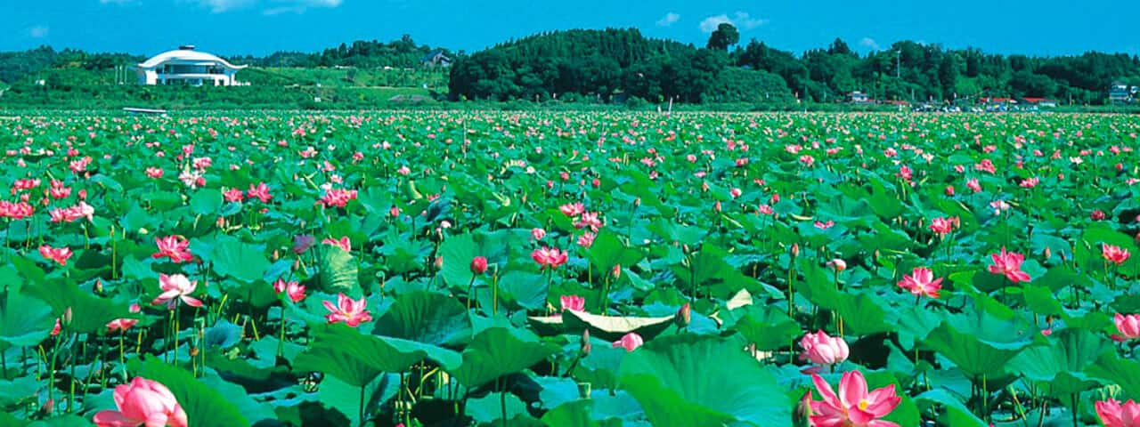 渡り鳥だけじゃない 夏のハスも絶景宮城県伊豆沼 内沼 Ana