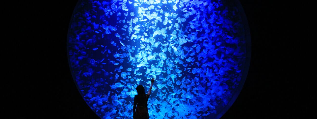 山形県鶴岡市 世界一のクラゲ水族館でユニーク体験 Ana