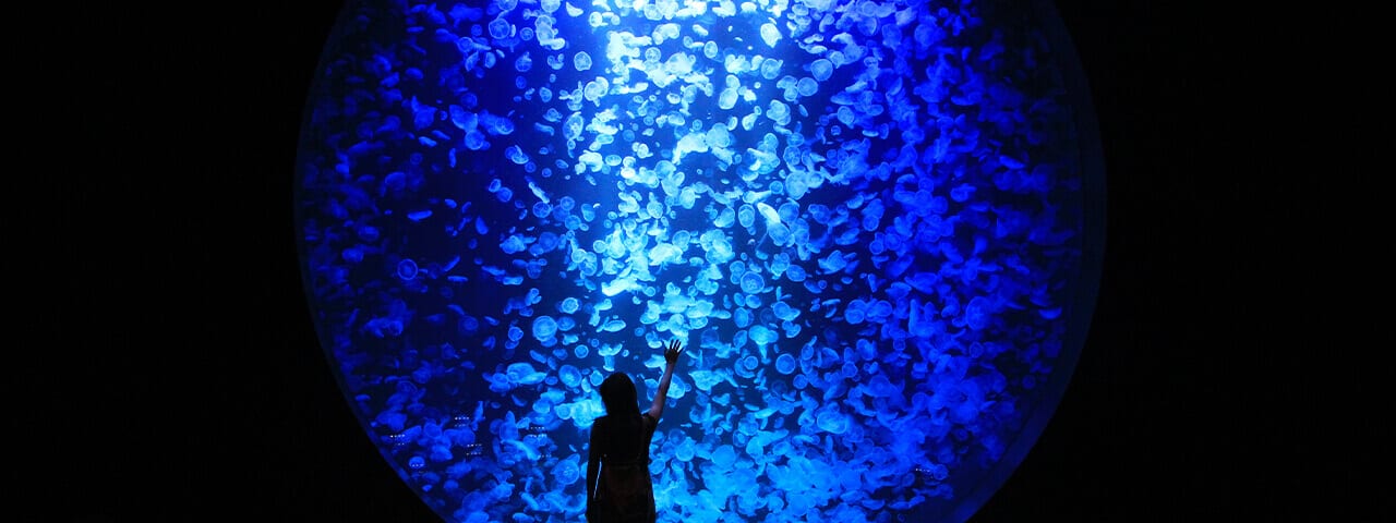 水族館 加茂