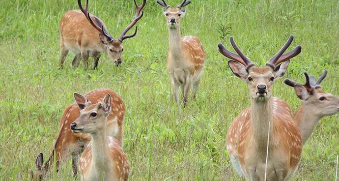 野生動物東北海道的美景每一刻極盡精彩 Ana