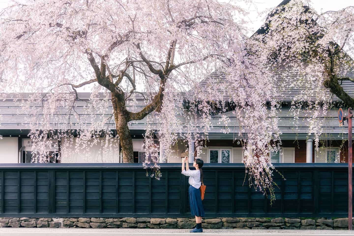 精選圖片：傳統日本建築附近櫻花盛開。