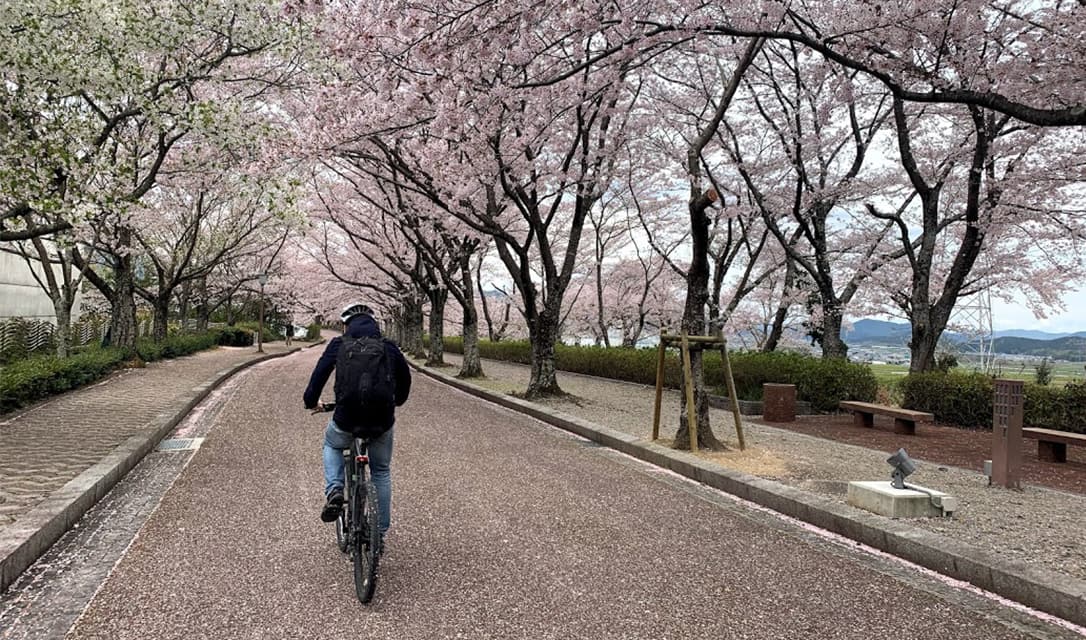 kyoto sakura cycling