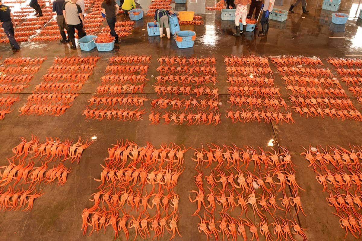 (photo) Shinminato Kitokito Market 1