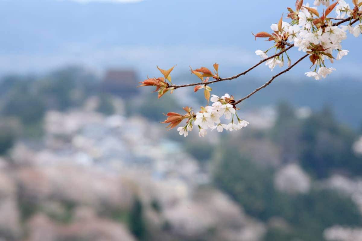 (photo) Hanayagura View Point 6