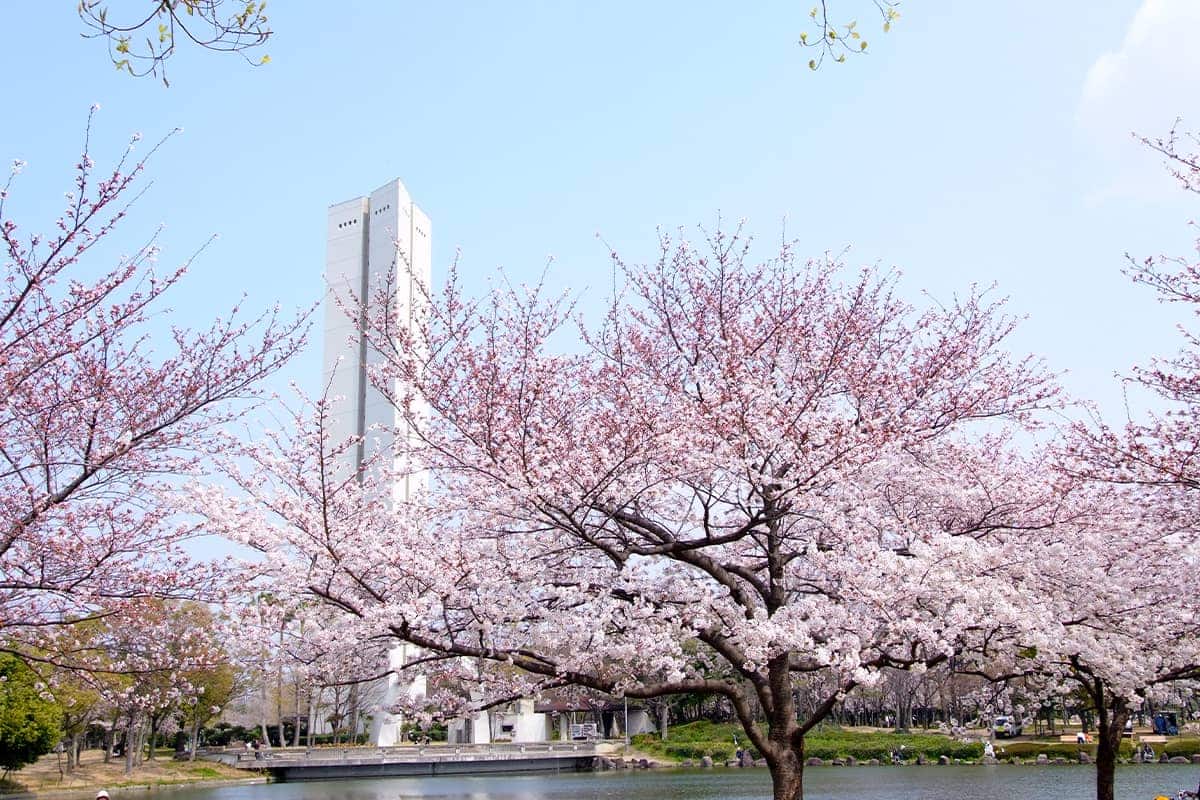 (写真) 仁徳天皇陵古墳・大仙公園 4