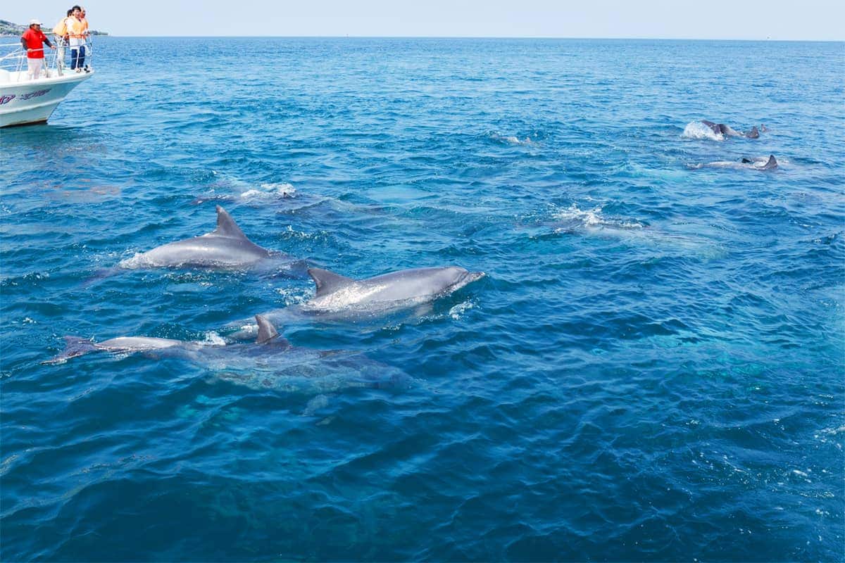 (photo) Amakusa Dolphin Pia 1