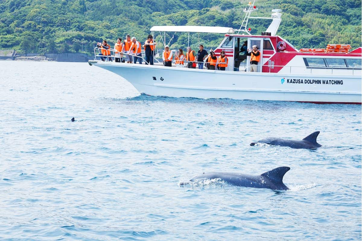 (photo) Amakusa Dolphin Pia 2