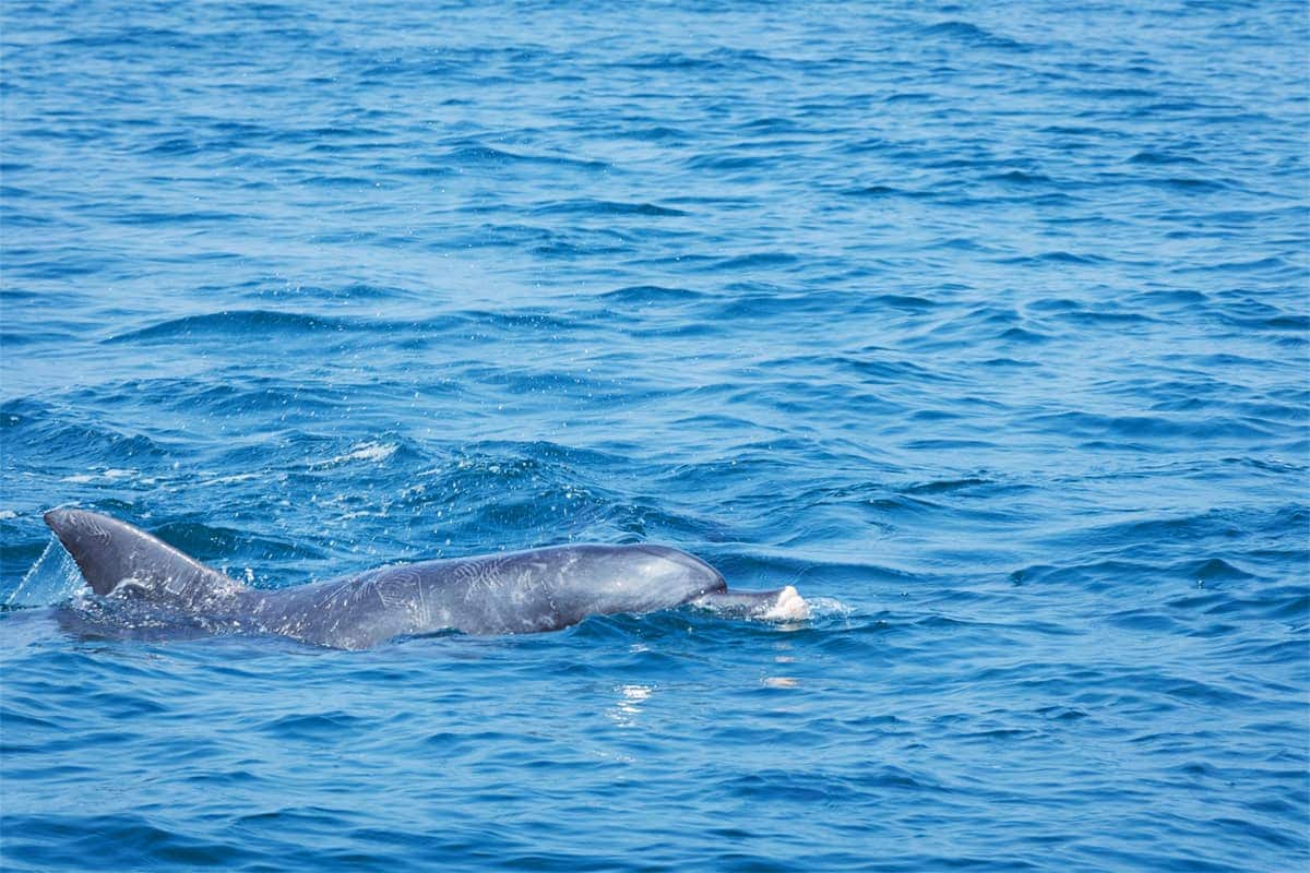 (photo) Amakusa Dolphin Pia 4