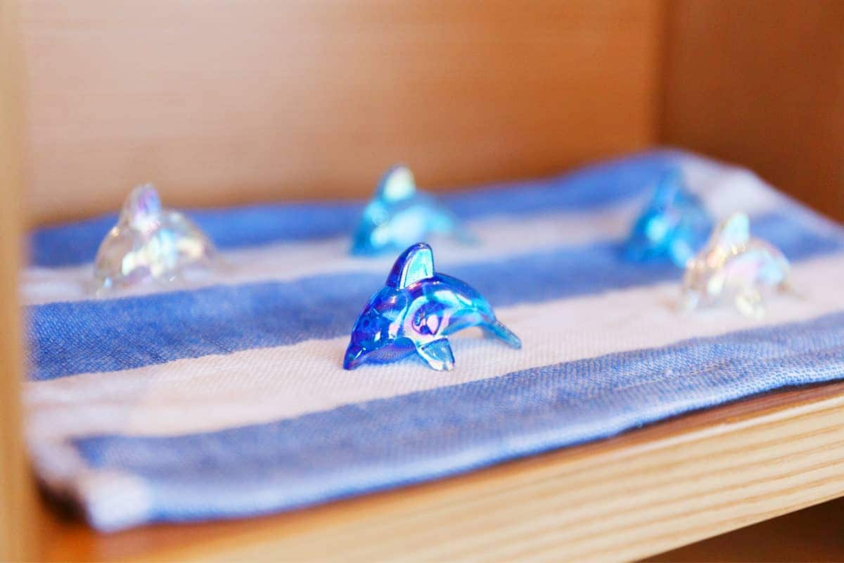 (photo) Amakusa Dolphin Pia 5