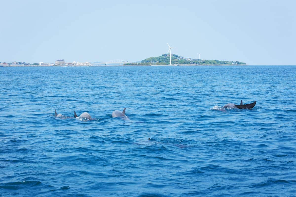 (photo) Amakusa Dolphin Pia 6