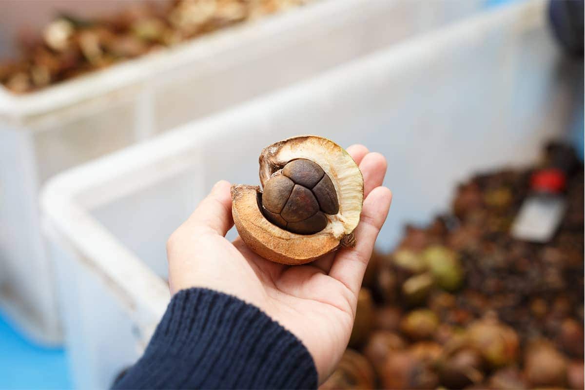 (photo) Nishibira Tsubaki Park 6