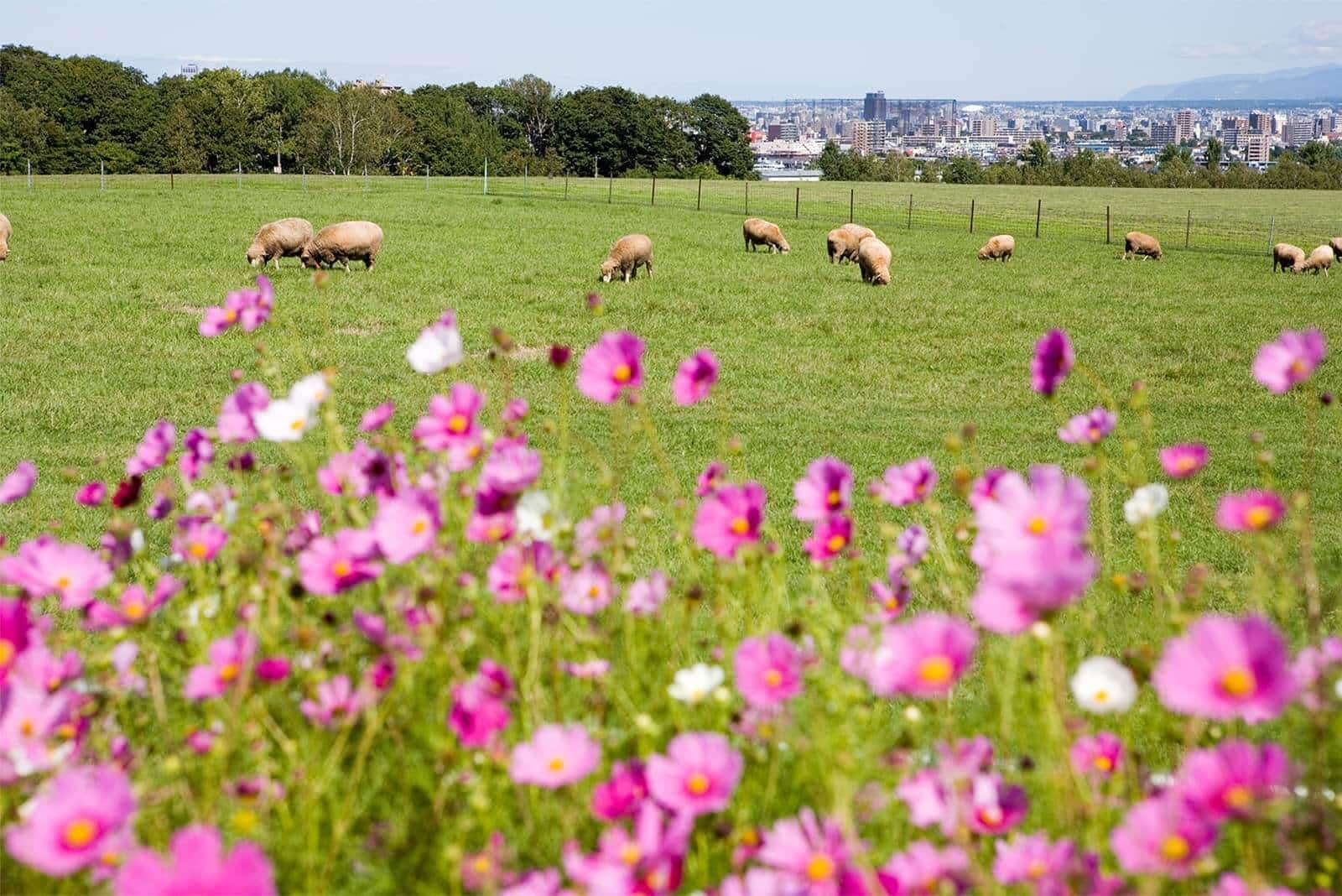 (photo) Sapporo Hitsujigaoka Observation Deck 2