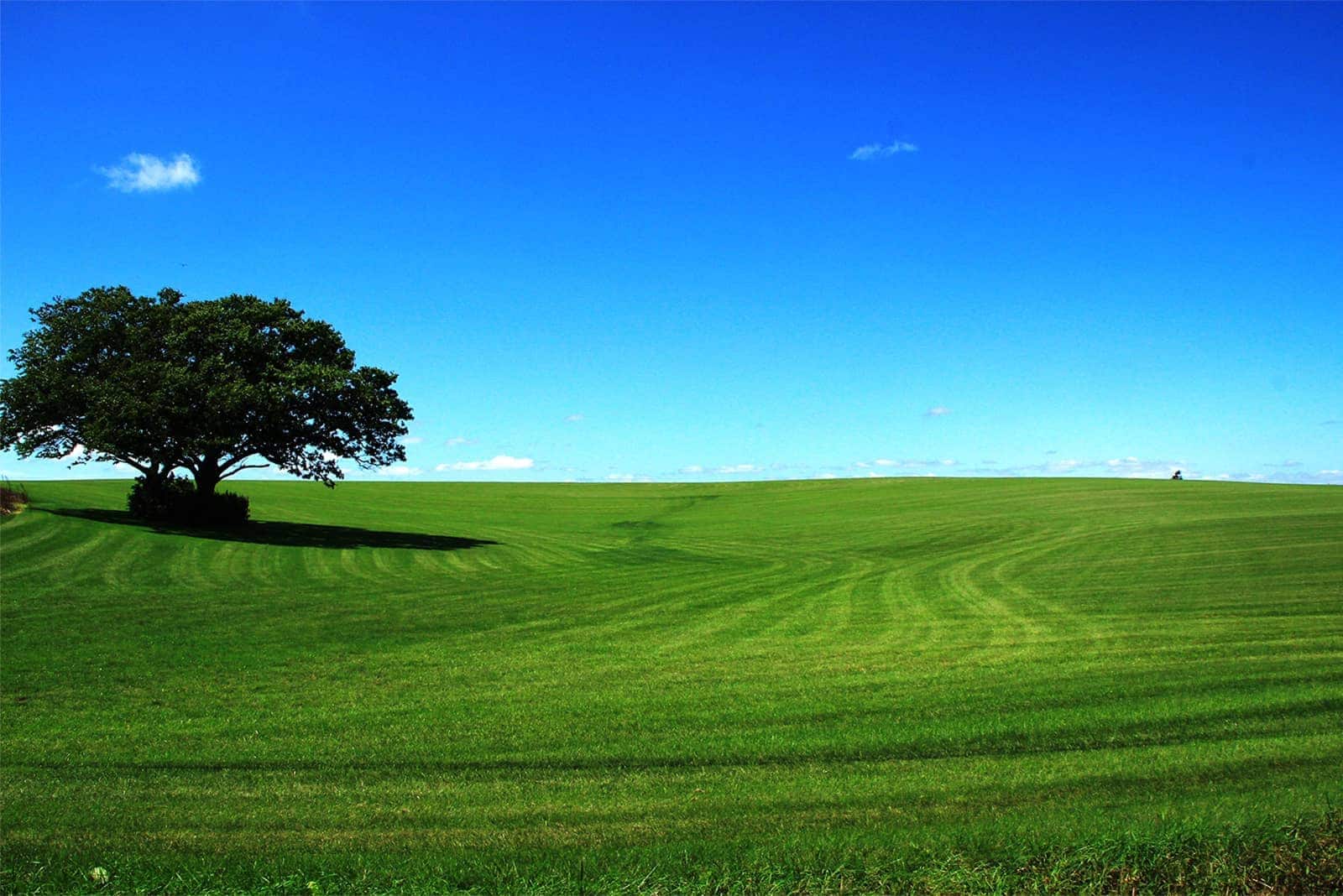 (photo) Twin Cherry Trees 1