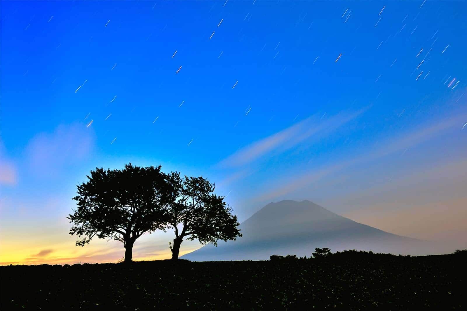 (photo) Twin Cherry Trees 2