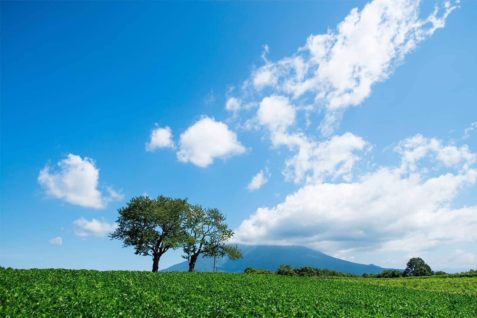 (photo) Twin Cherry Trees 3