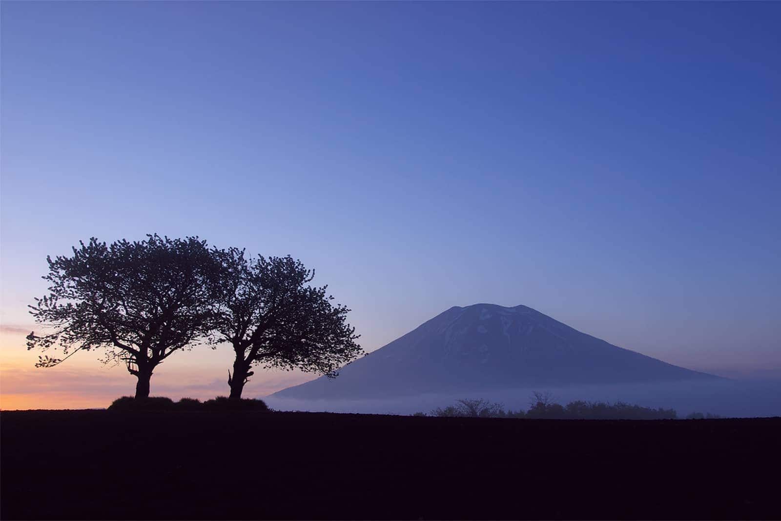 (photo) Twin Cherry Trees 4