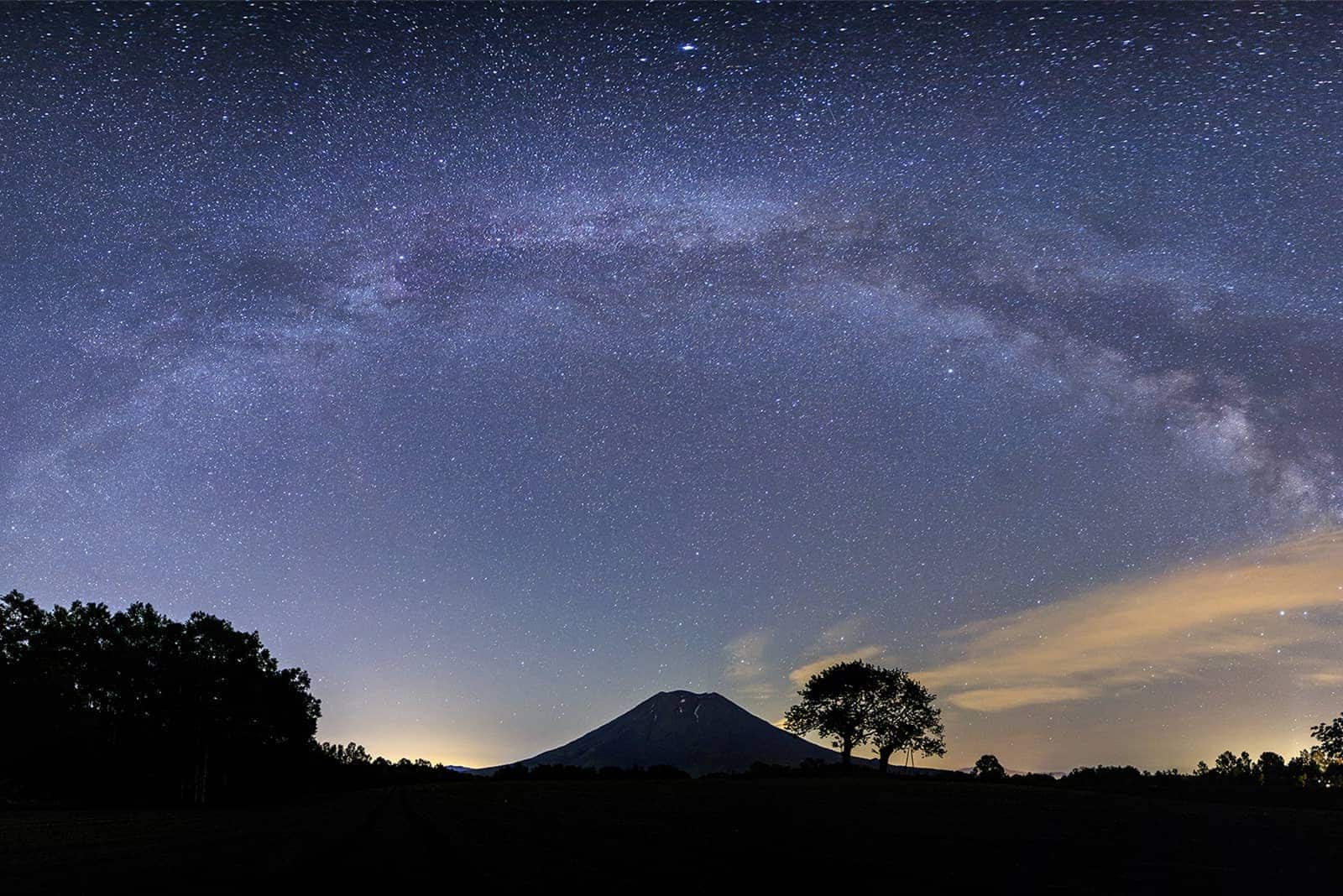 (photo) Twin Cherry Trees 5