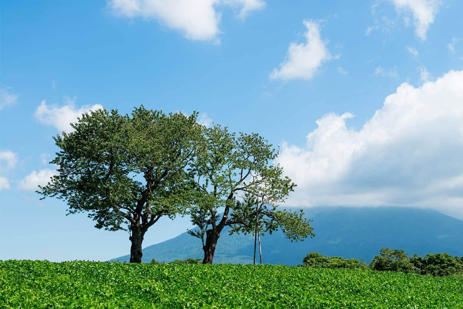 (photo) Twin Cherry Trees 6