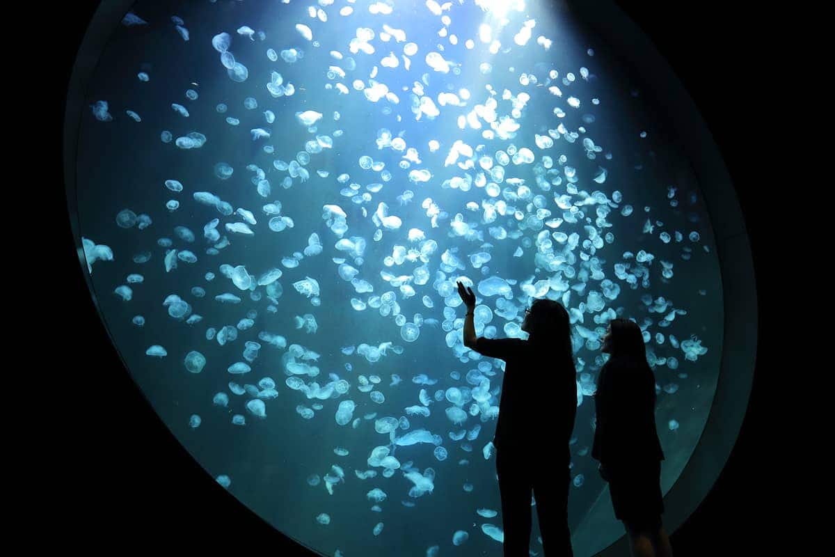 (photo) Kamo Aquarium 1