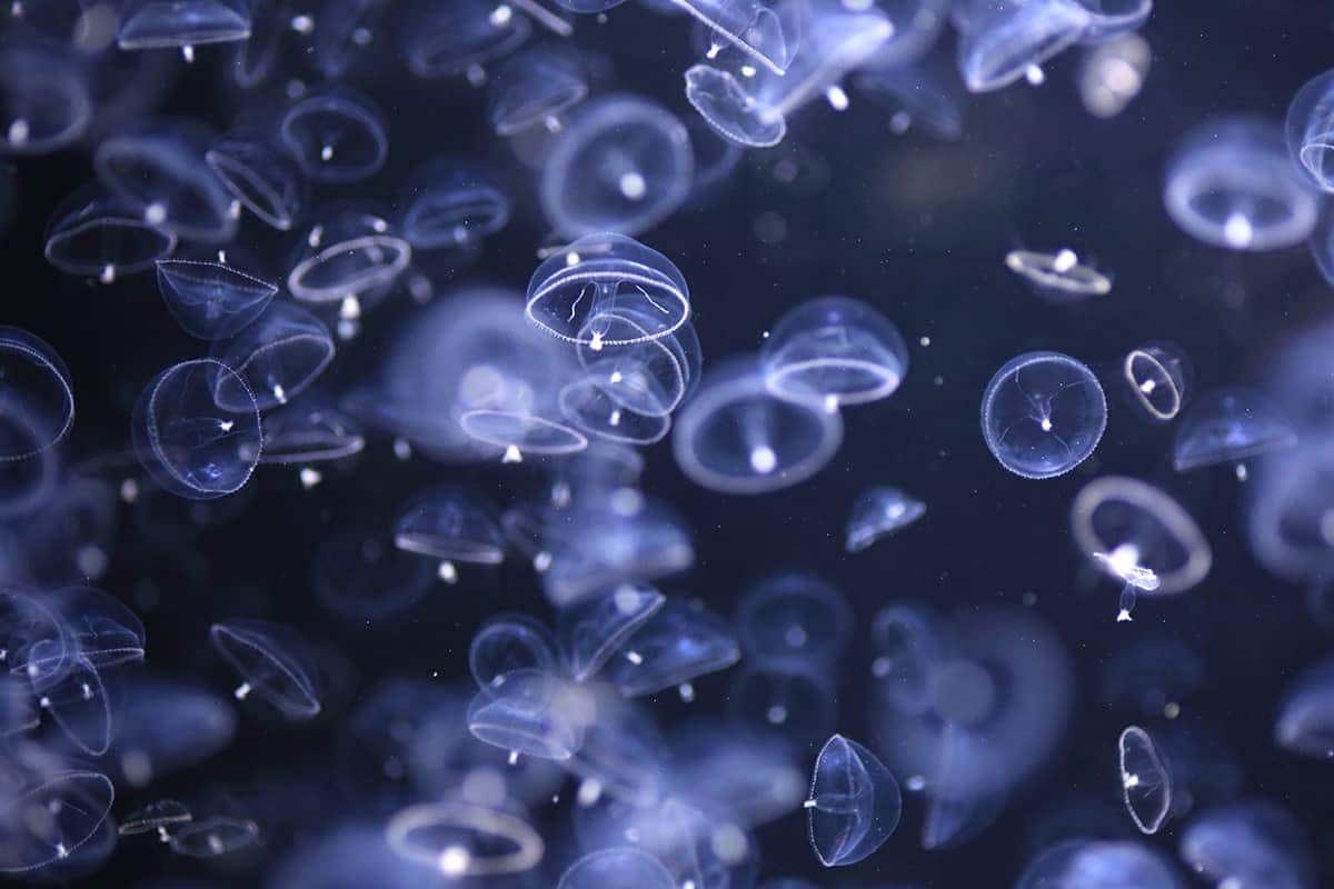 (photo) Kamo Aquarium 2