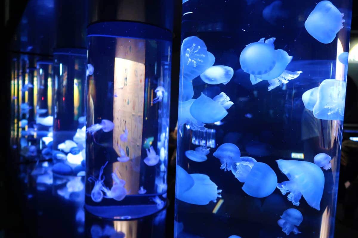 (photo) Kamo Aquarium 3