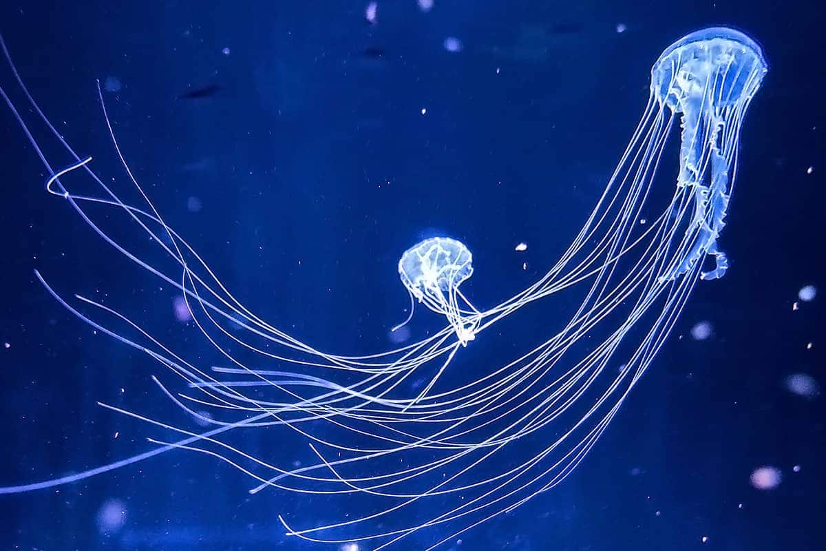 (photo) Kamo Aquarium 4