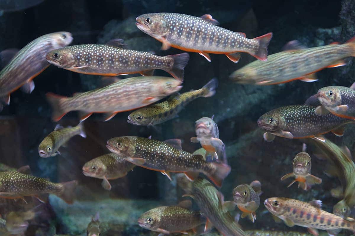 (photo) Kamo Aquarium 5