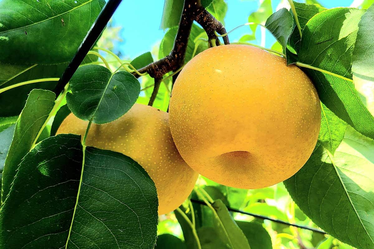 (photo) Roadside Station Chokai Furatto 3