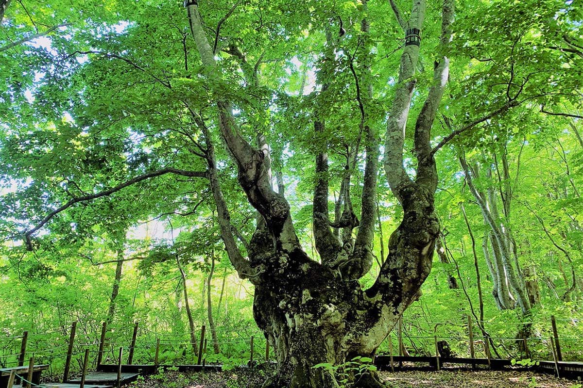 (photo) Mototaki Underflow and Mount Chokai 5