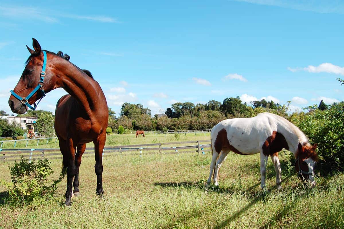 (photo) 도미사토 호스 파크 1