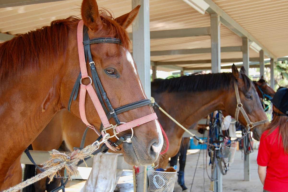 (photo) 도미사토 호스 파크 3