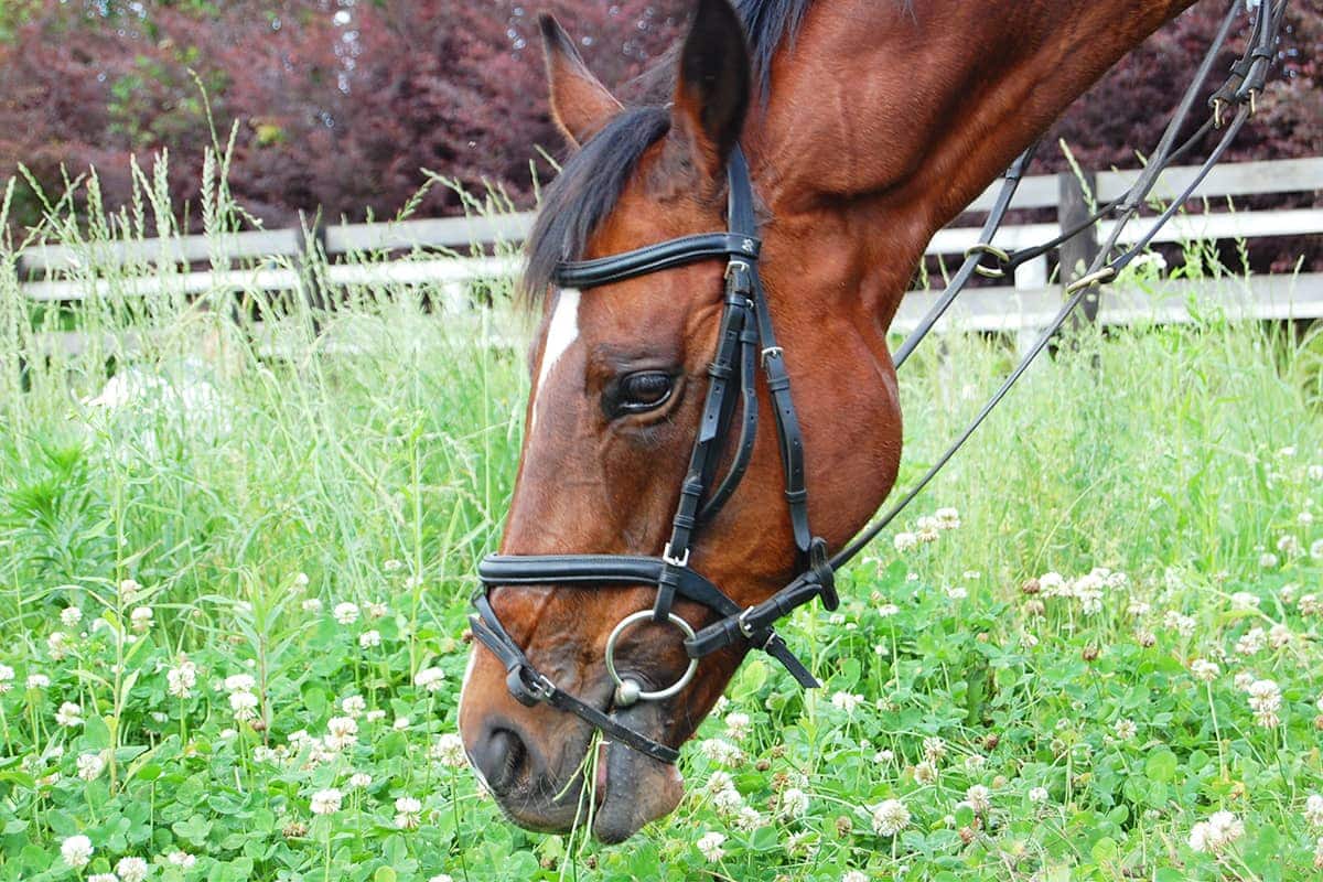 (photo) 도미사토 호스 파크 6