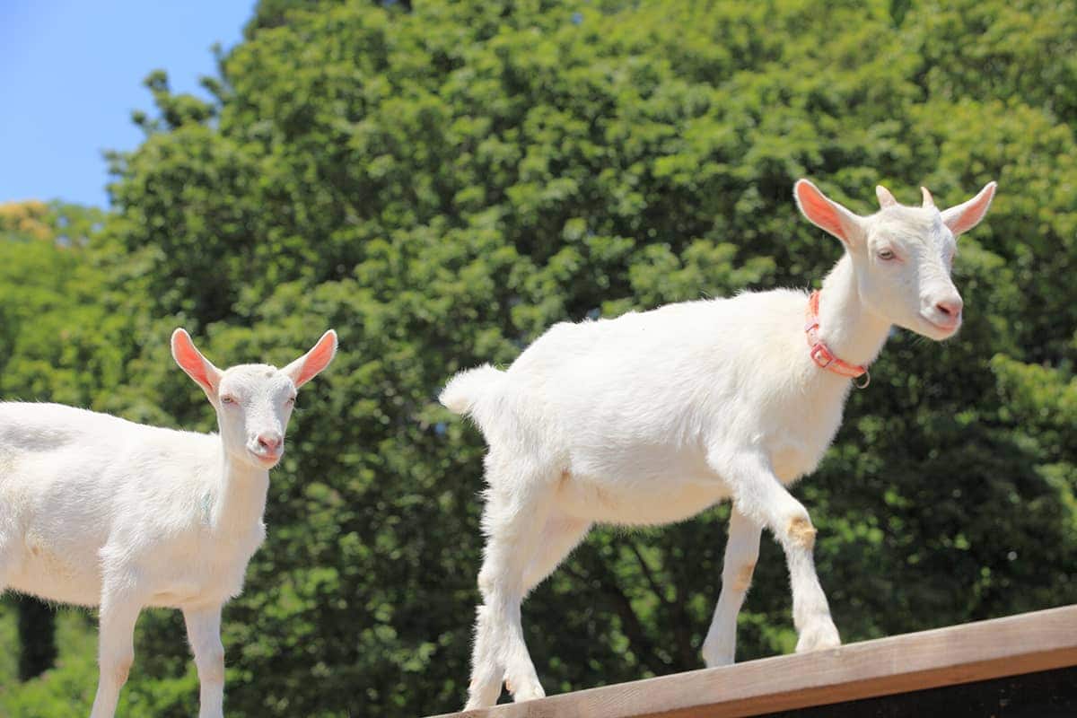 (photo) 도쿄 독일 마을 5