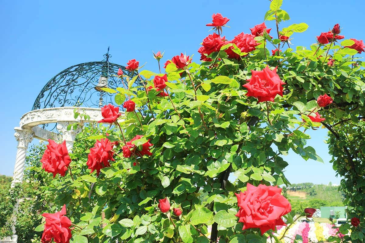 (photo) 도쿄 독일 마을 6