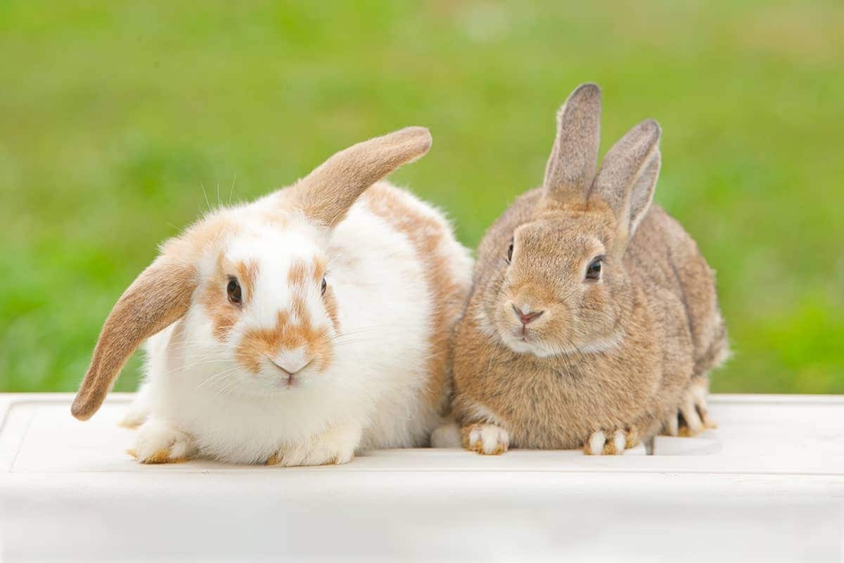 (photo) 마더 목장 1