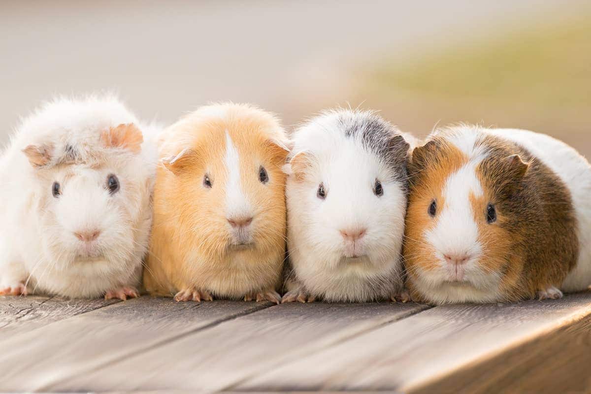 (photo) 마더 목장 2