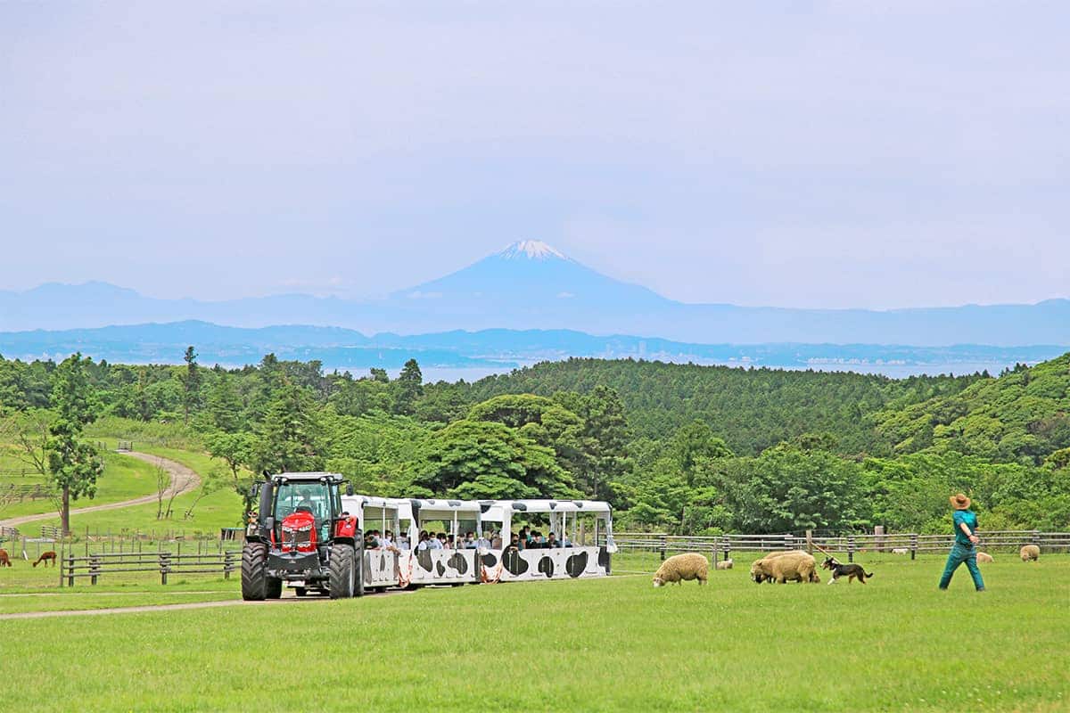 (photo) 마더 목장 3