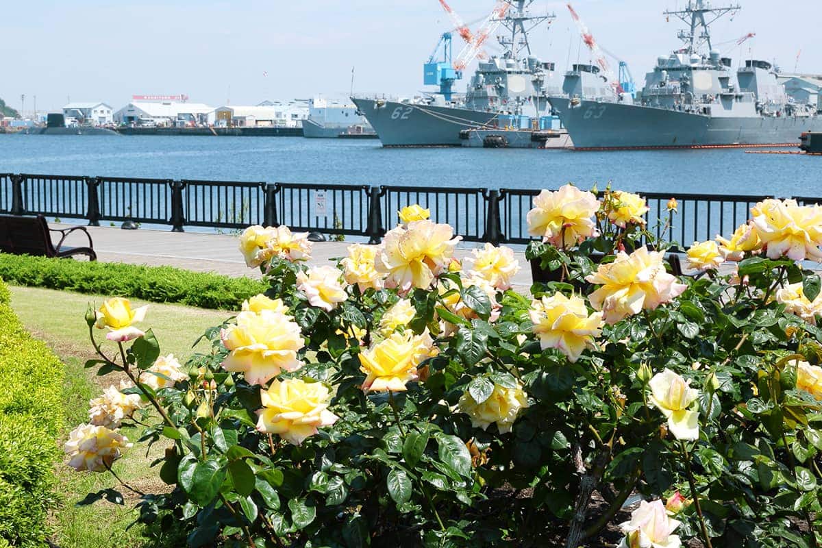 (photo) Verny Park 1