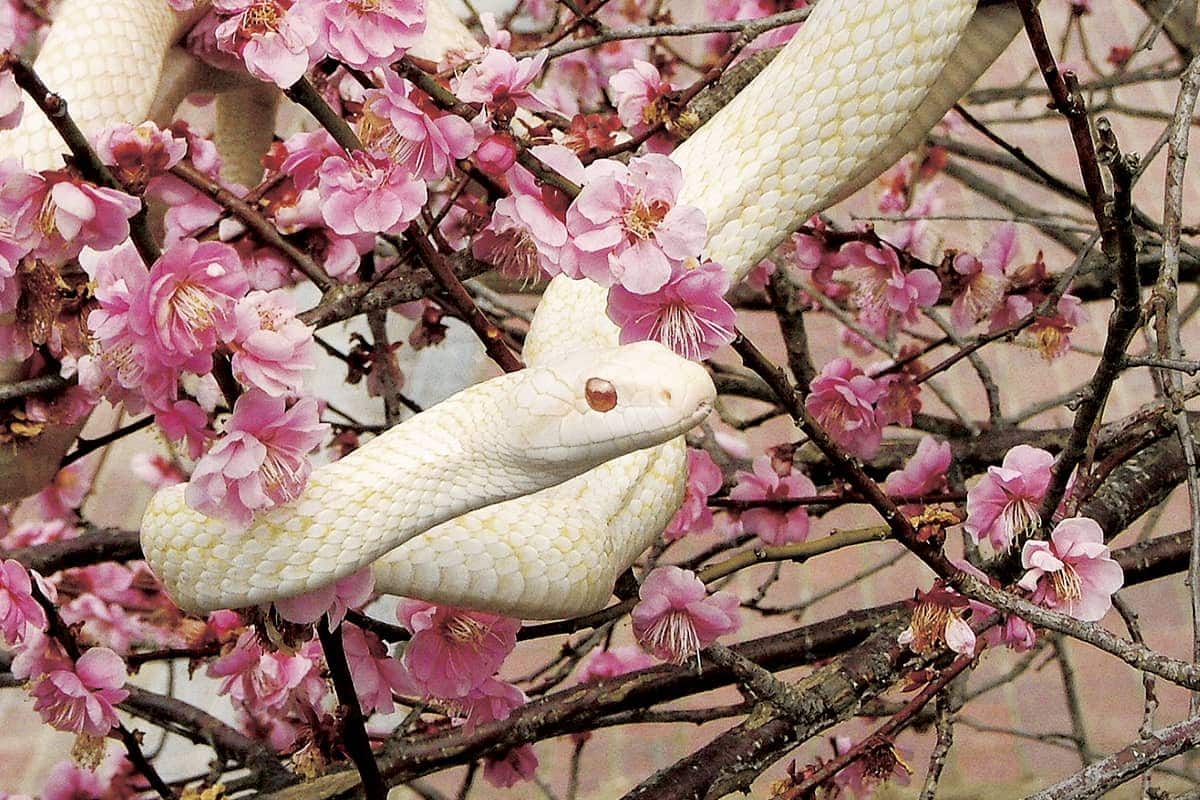 (photo) The Iwakuni white snakes 1