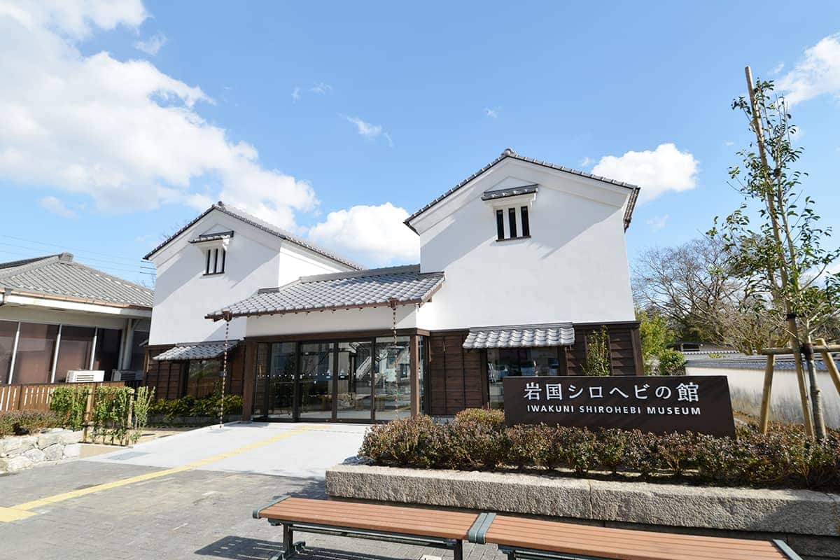 (photo) The Iwakuni white snakes 2